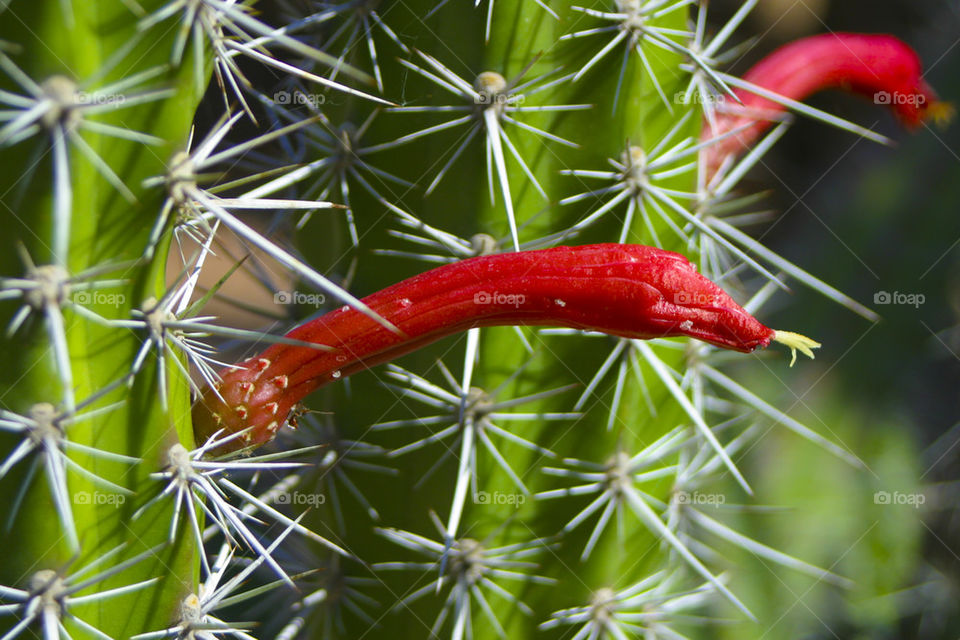 THE BOTANICAL GARDEN PHOENIX ARIZONA