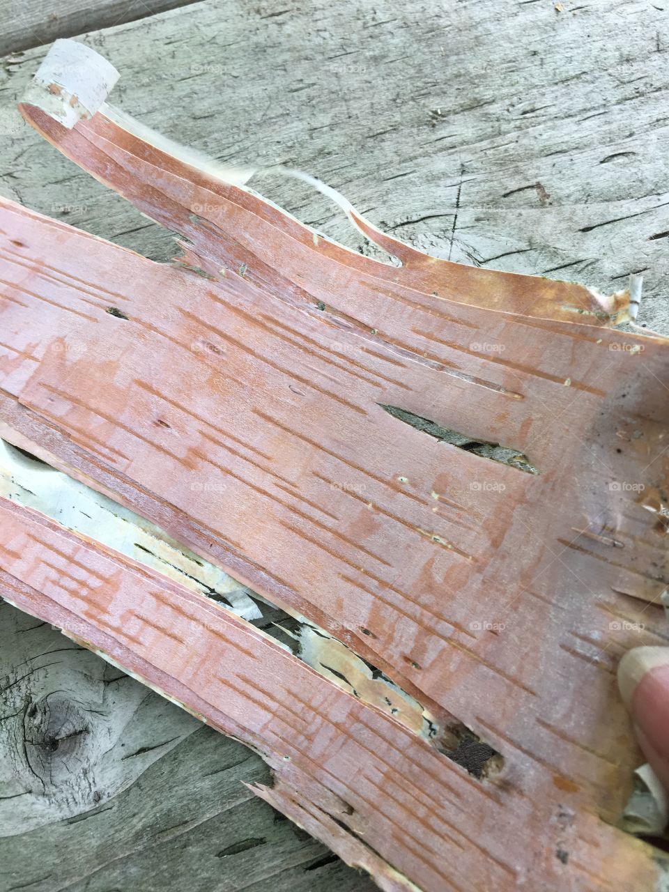 Birch bark that you can write on