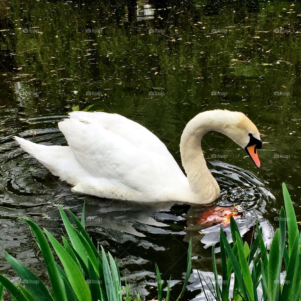 Swan feeding on lake