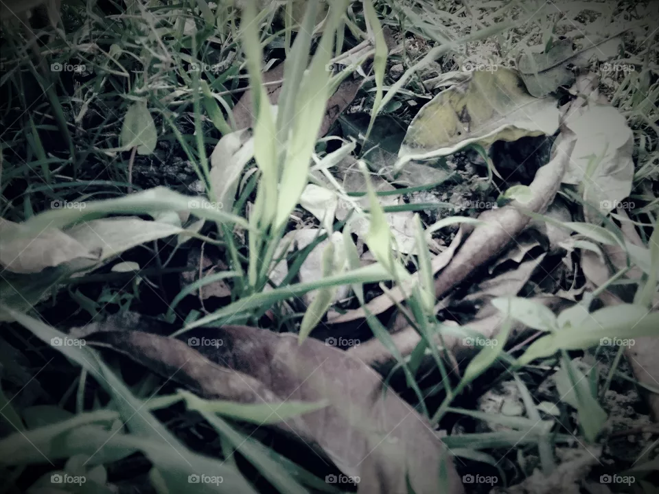 grass