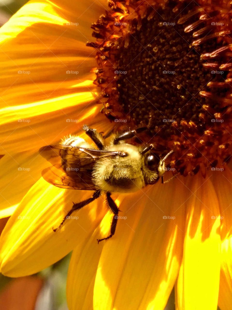 bumblebee and sunflower