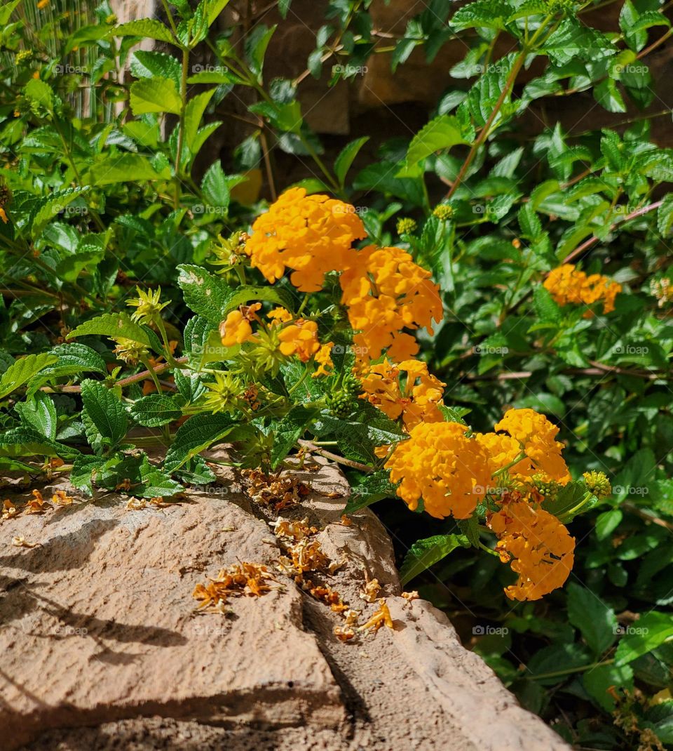 Spring Flowers Against a Stone Wall
