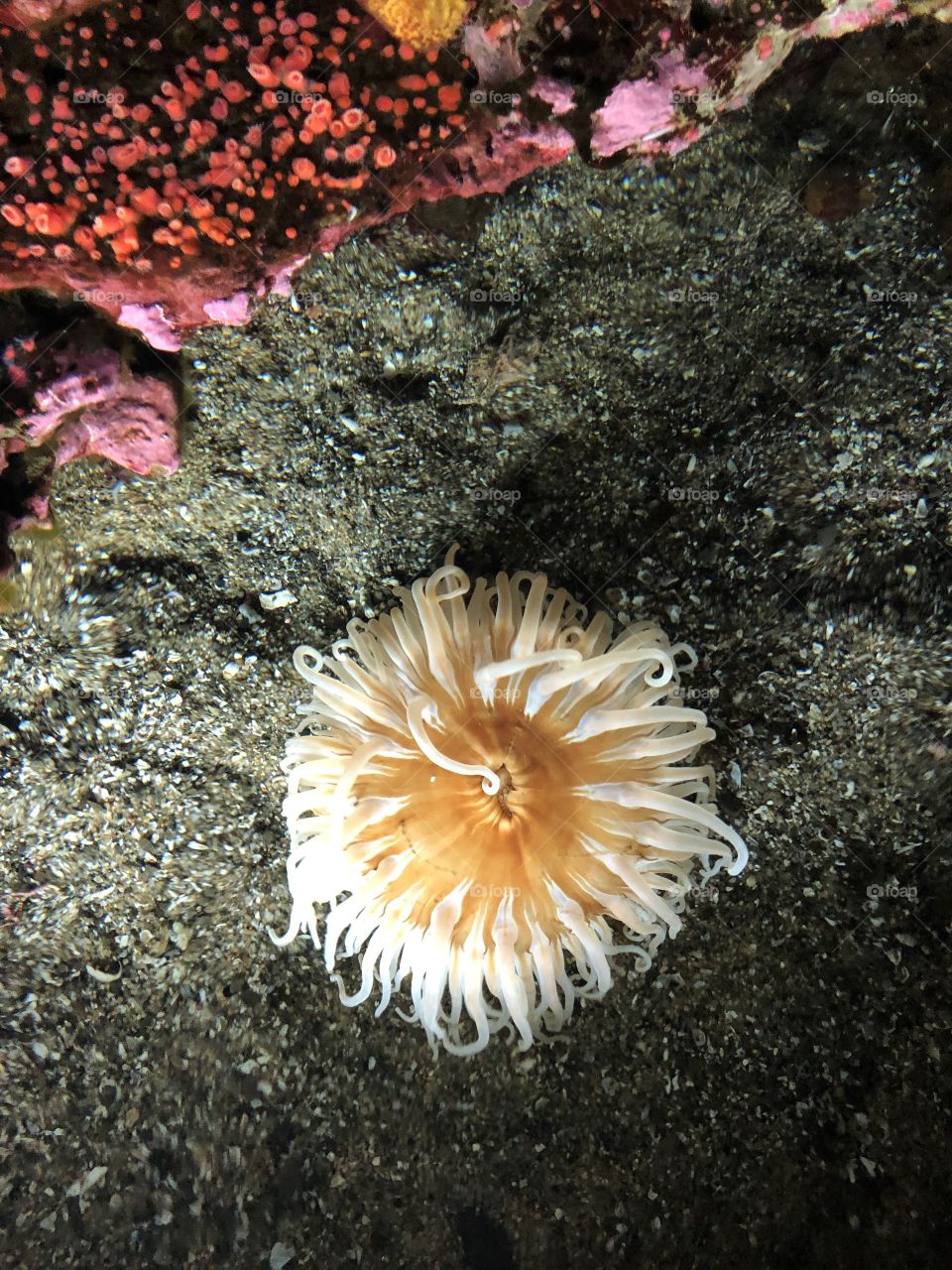 Sea Anemone