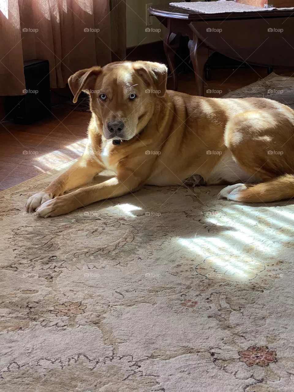 Such a good boy 