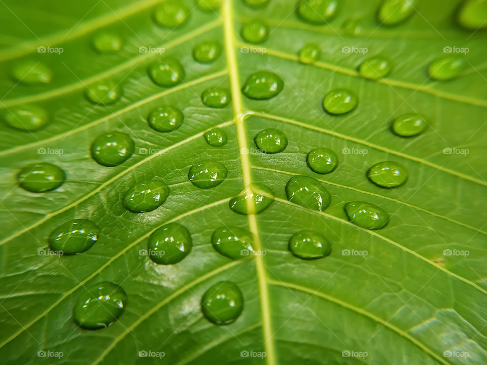 full frame shot of water drops on green bodhi leaves