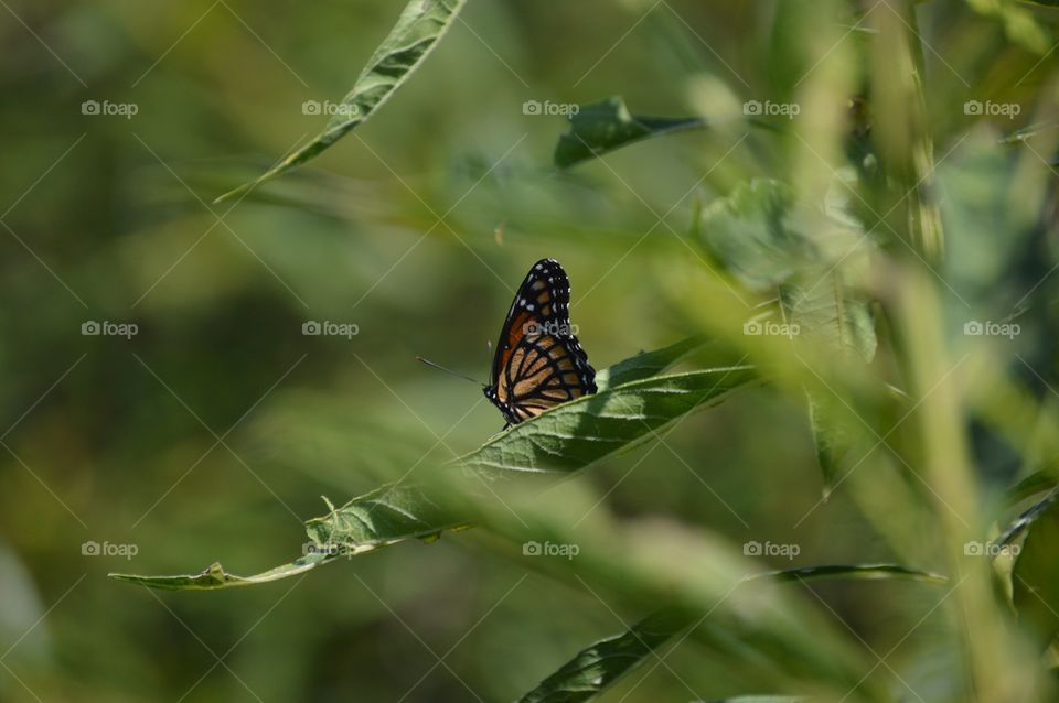 I only ask to be free. The butterflies are free. -Charles Dickens 💚🐛💚🐛