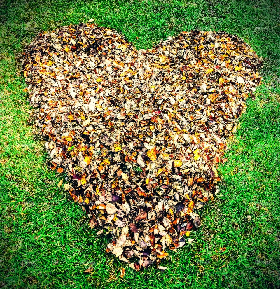 heart, leaves, fall, lawn, shape