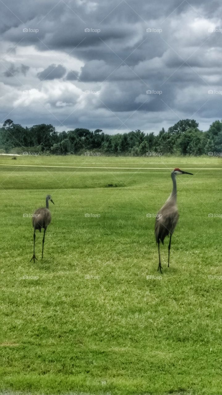 Sandhill Crane