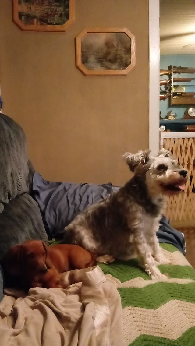 new puppy