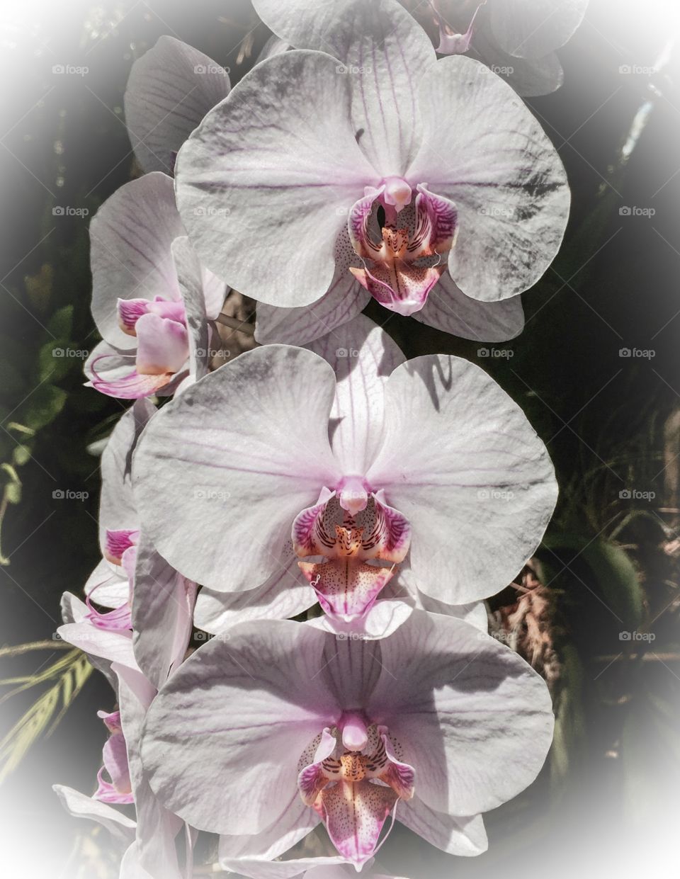 Orchids in Paradise . Walk through a tropical garden