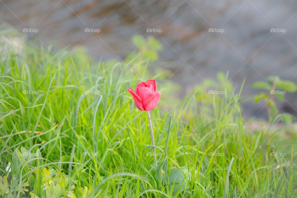 A lonely red tulip 