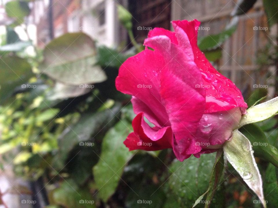 Rose of Knightsbridge