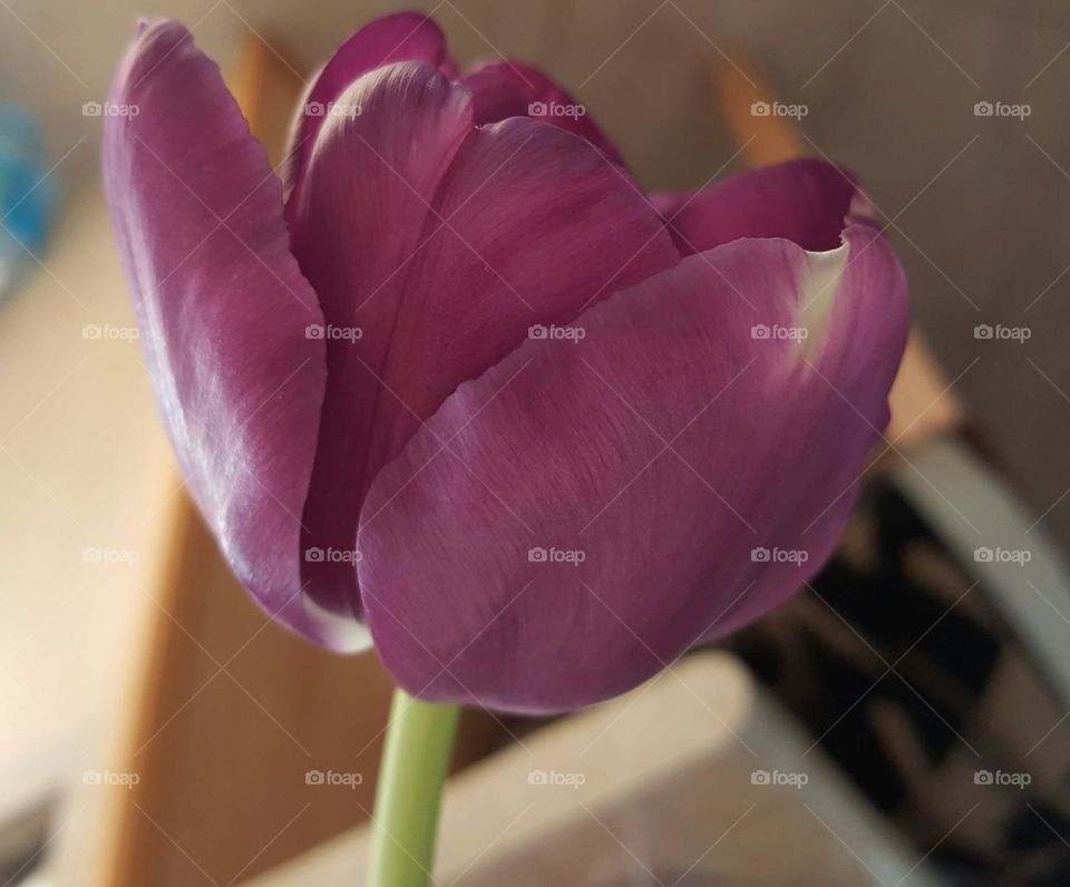 tulip