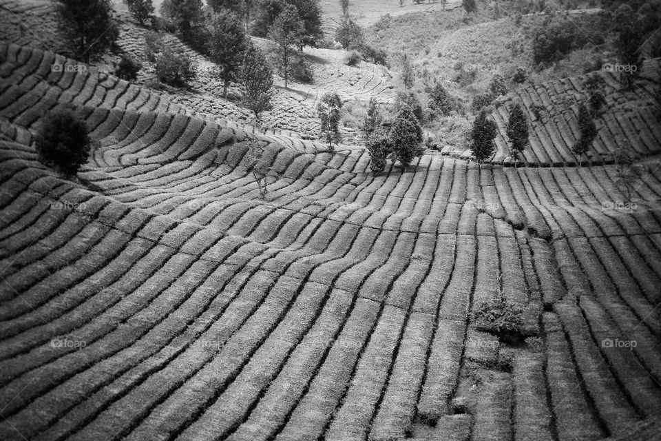 tea plantation