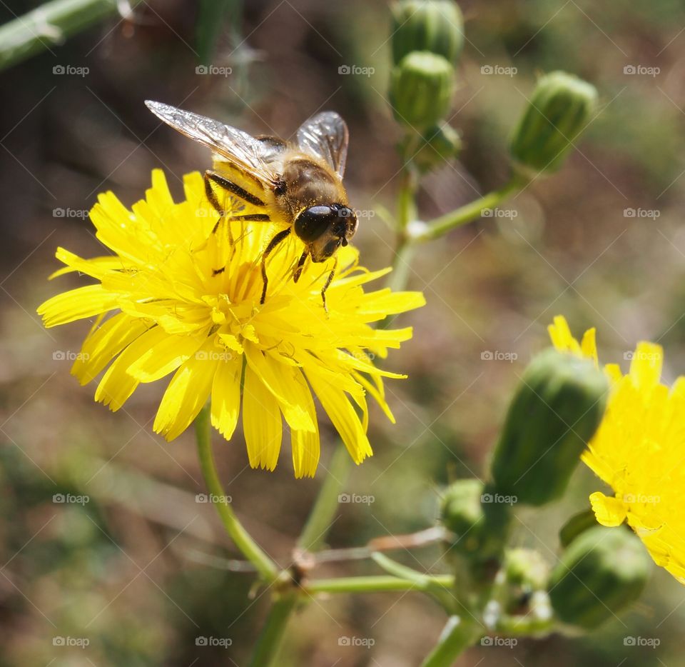 Bee licking pollen in a yellow dandelion field