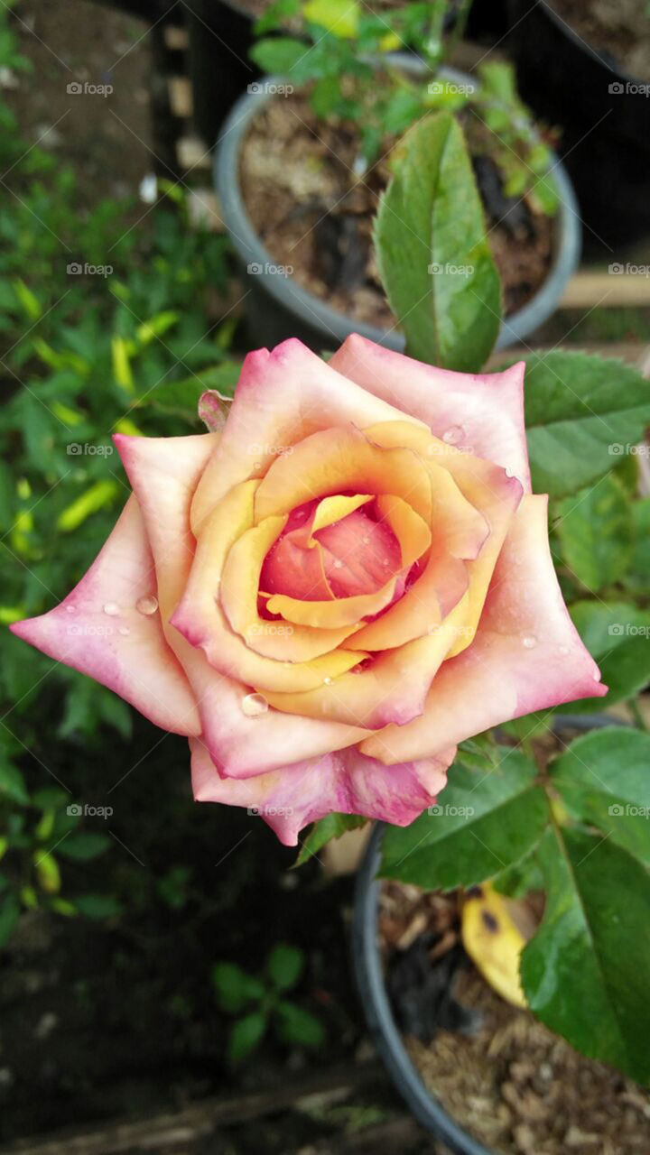 mawar yang cantik