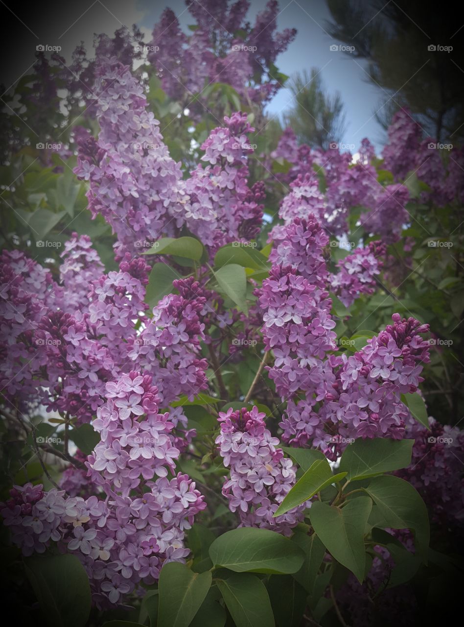 Lilacs in bloom. Proof of spring.