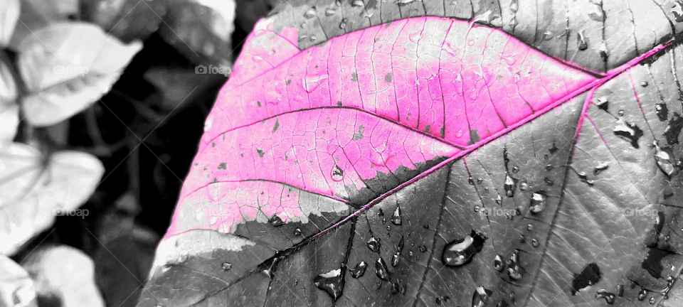 Beautiful leaf with unique mix of colours