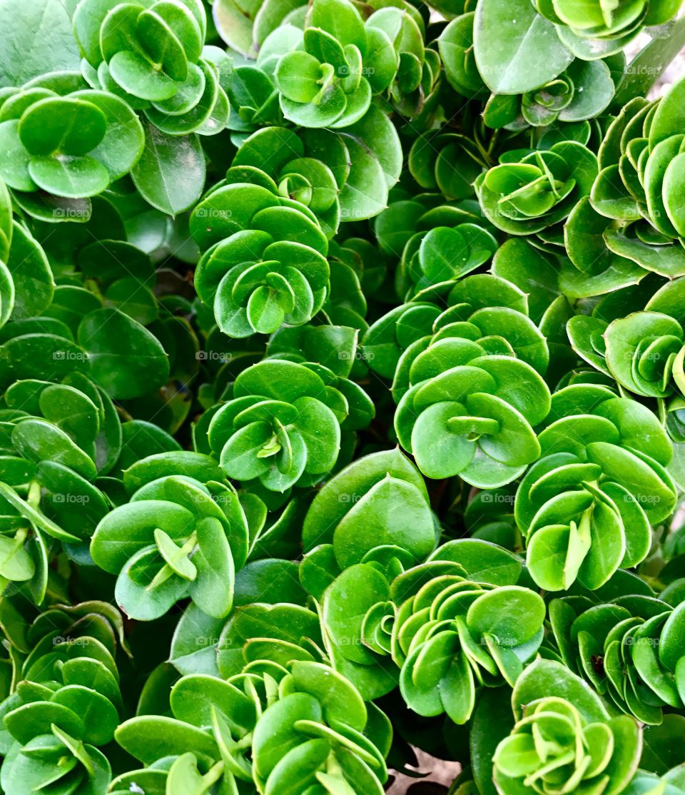 High angle view of succulent plant