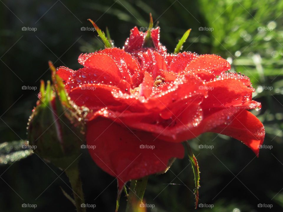 after the rain the plants are especially beautiful, the water drops play in the light