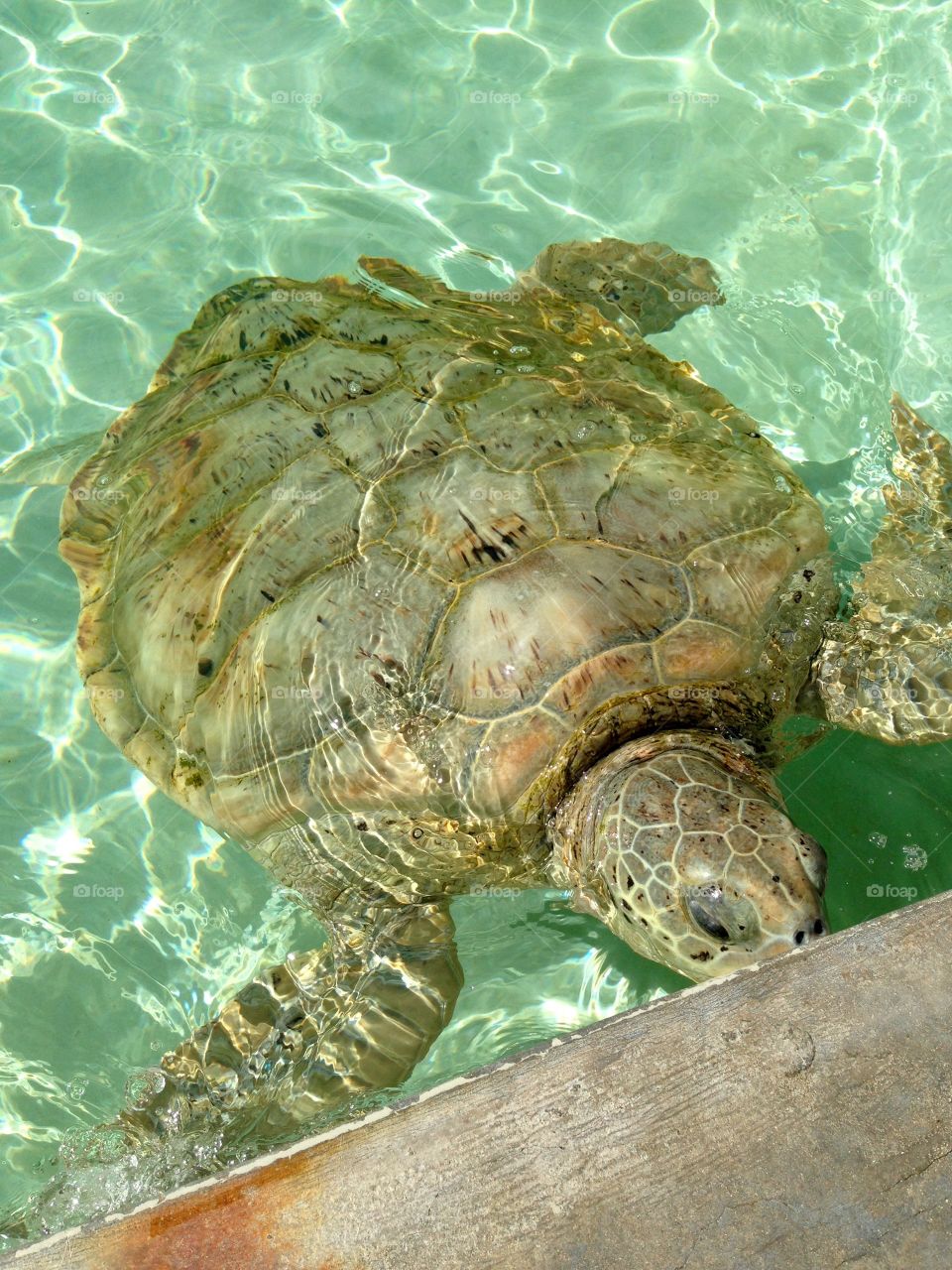 Turtle, Reptile, Water, Nature, Shell