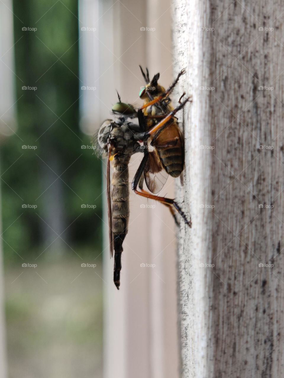 Dragonfly with dinner