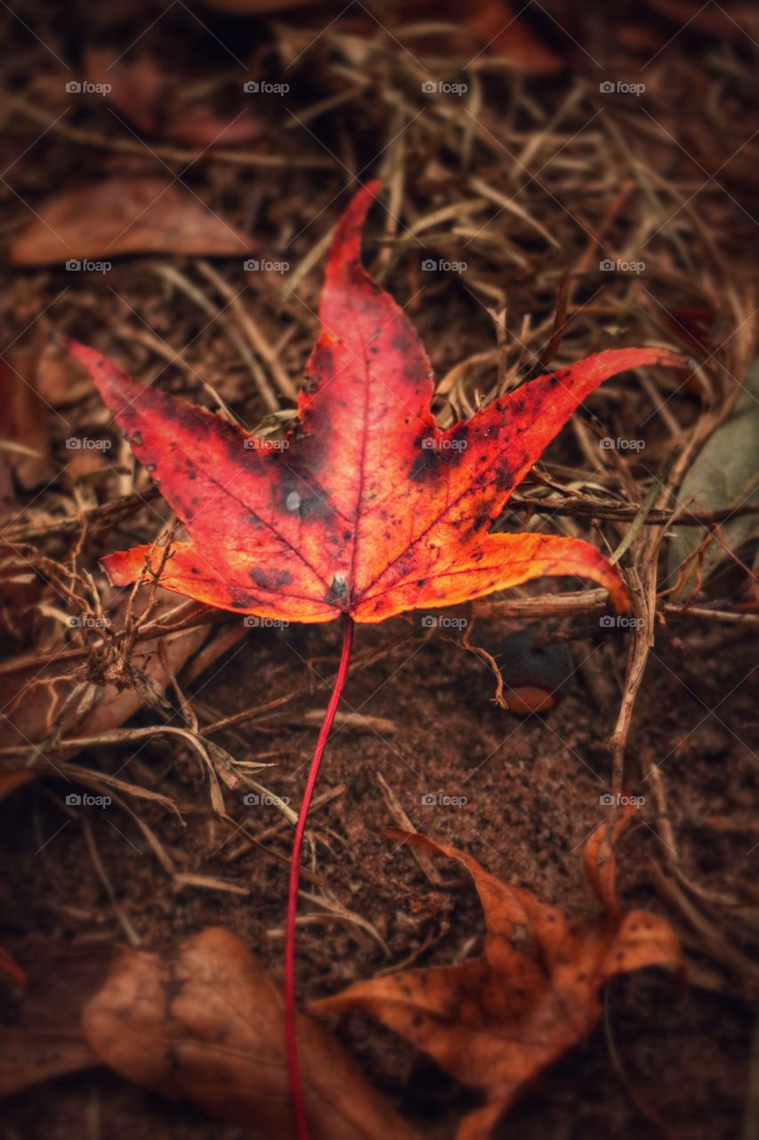 Fall leaf