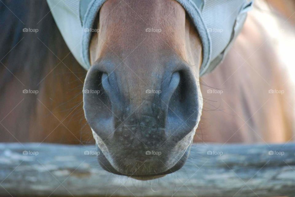 Nosey Horse