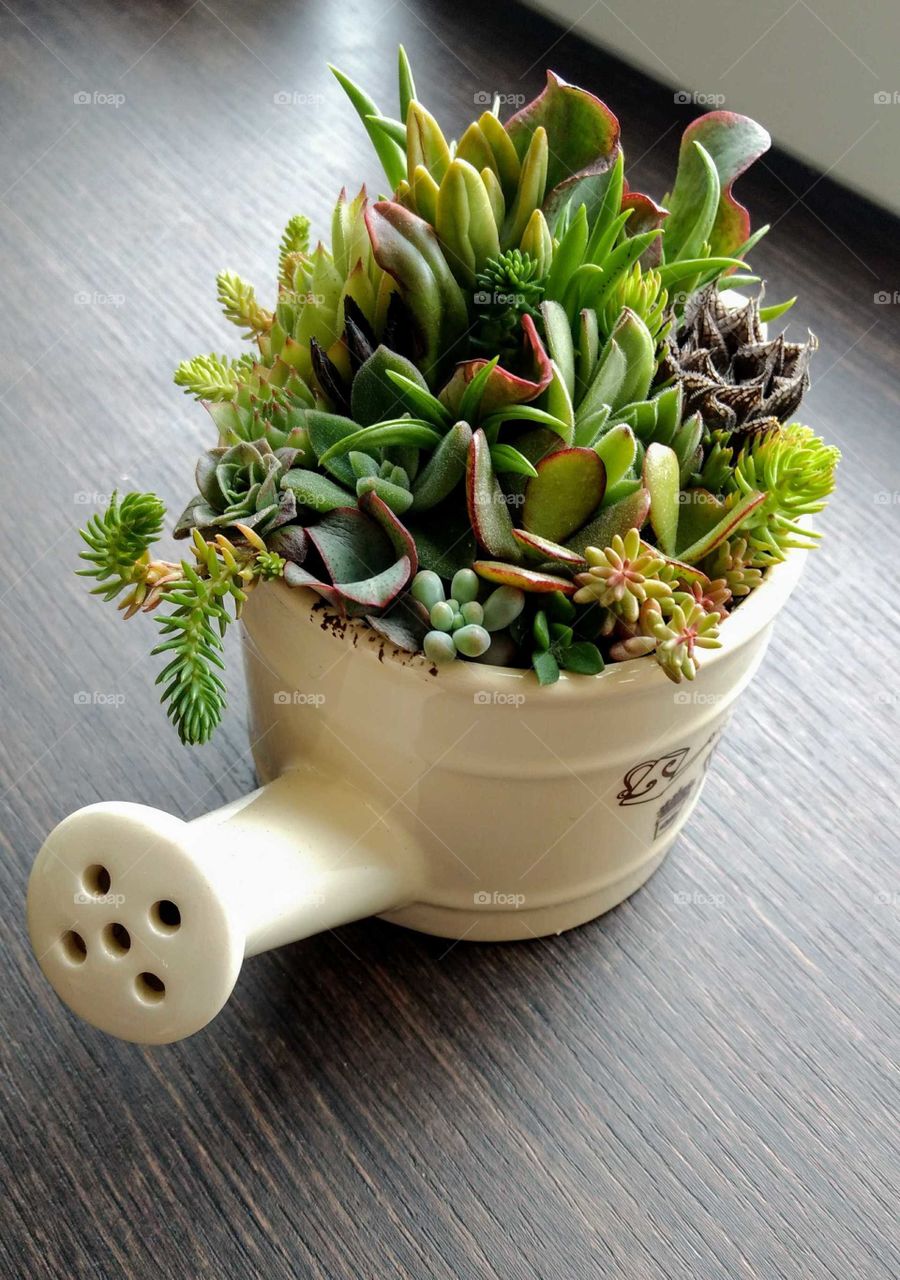The succulent terrarium in ceramic pot