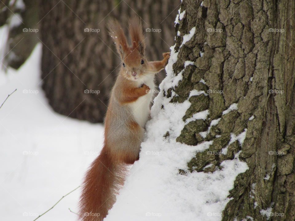 Squirrel in a snow-covered park