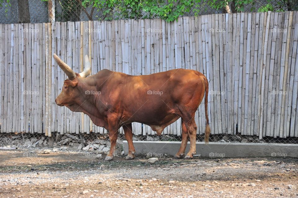 Cattle, Cow, Agriculture, Mammal, Farm