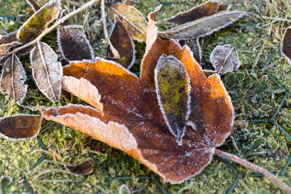 Frozen leaves against green grass during morning sun. 