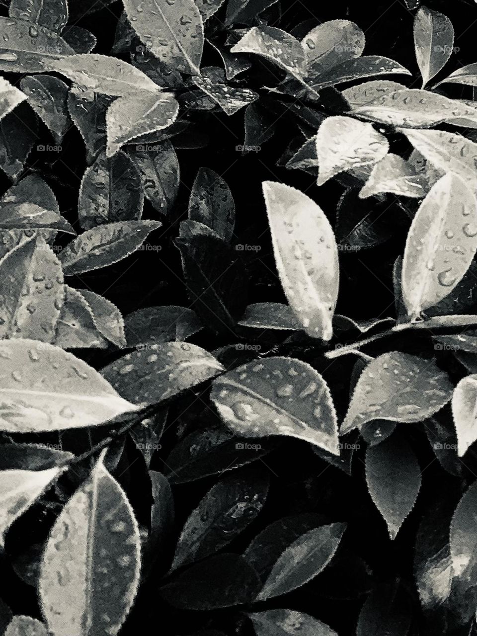 B&w wet leaves 