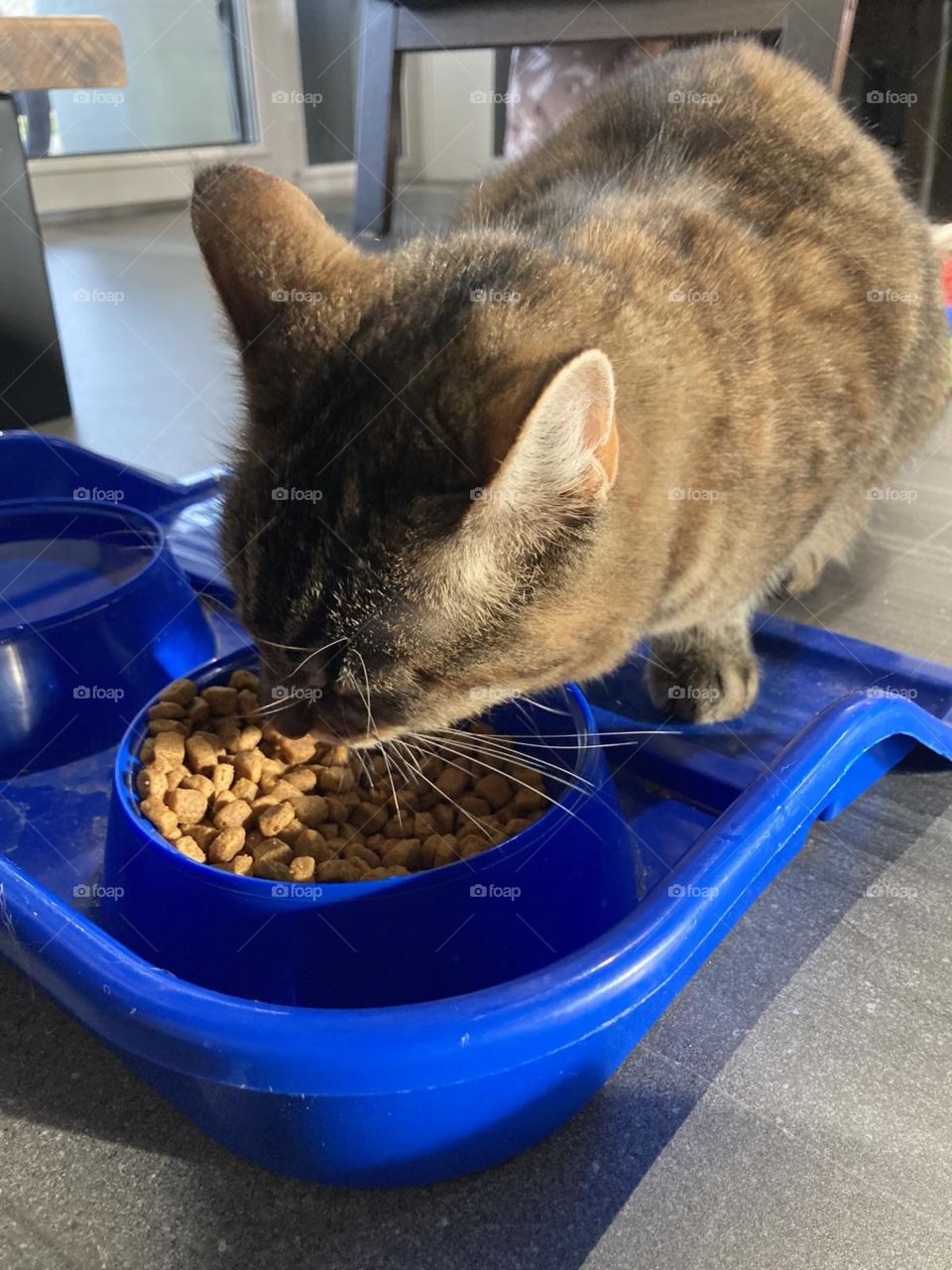 Cat is enjoying eating meat