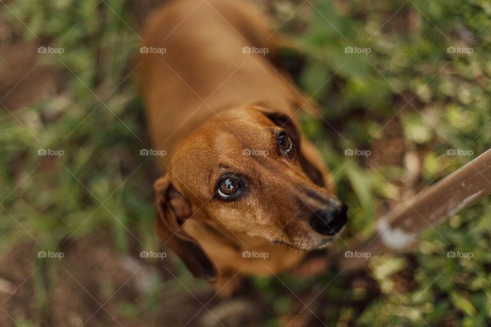 little dog in the grass