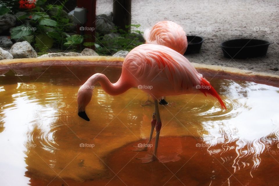 Flamingo