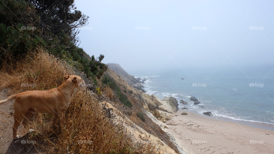 Pets day on the beach