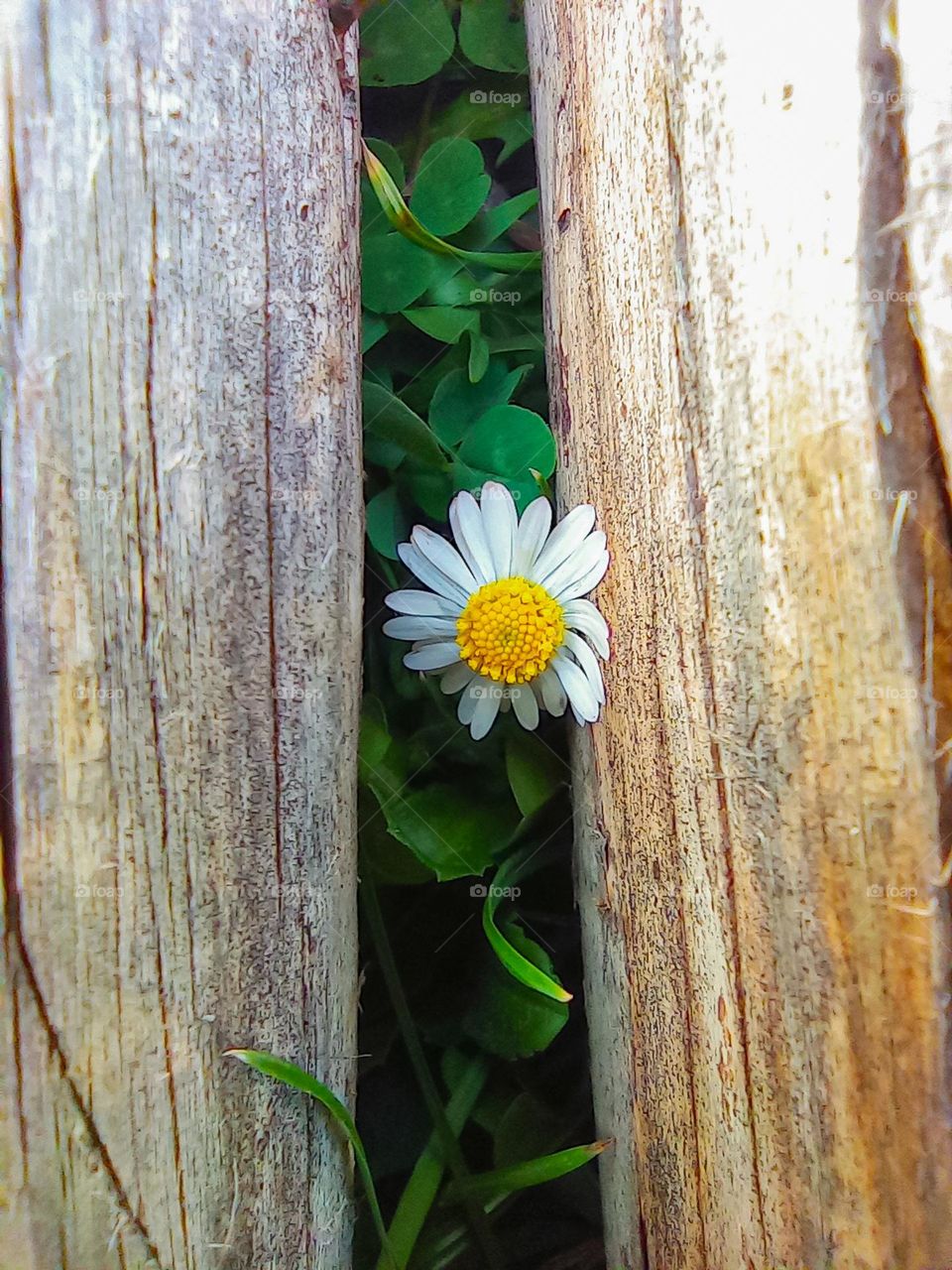 Shy daisy wandering around macro world