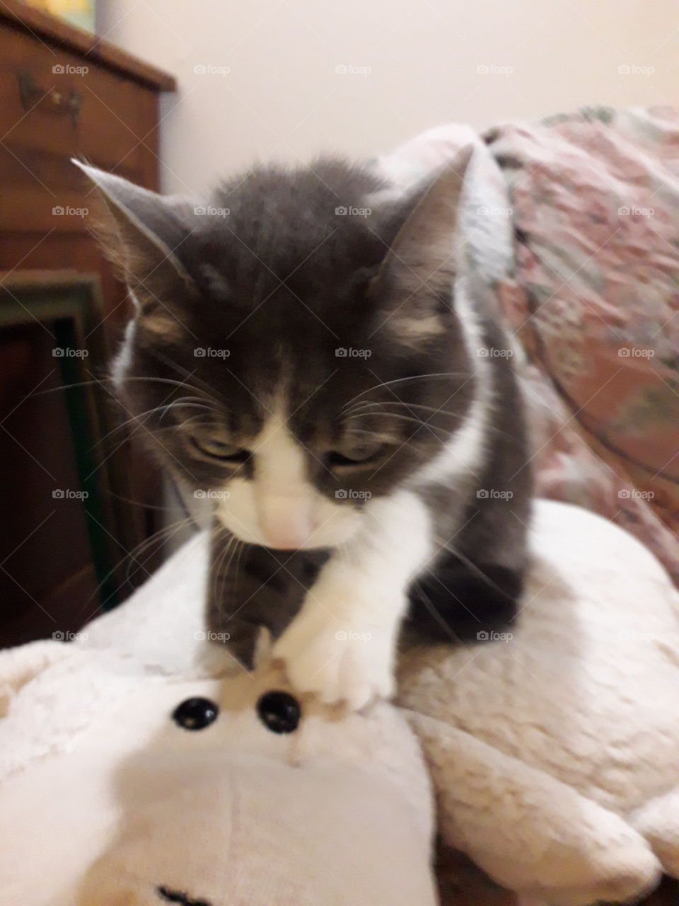 cat on a comfortable pillow