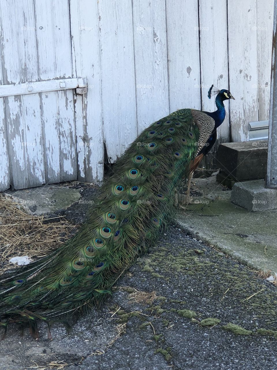 A peacock outside a white barn with aesthetic beauty of its detailed feathers on a wonderful evening.