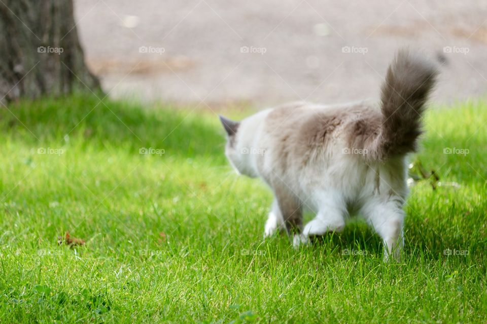 Stalking ragdoll tabby cat outdoors by tree on grass 