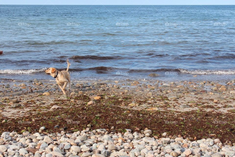Digity the dog is a yellow lab in Plymouth near Boston Massachusetts who likes to play fetch with a softball in the ocean water by the beach. 