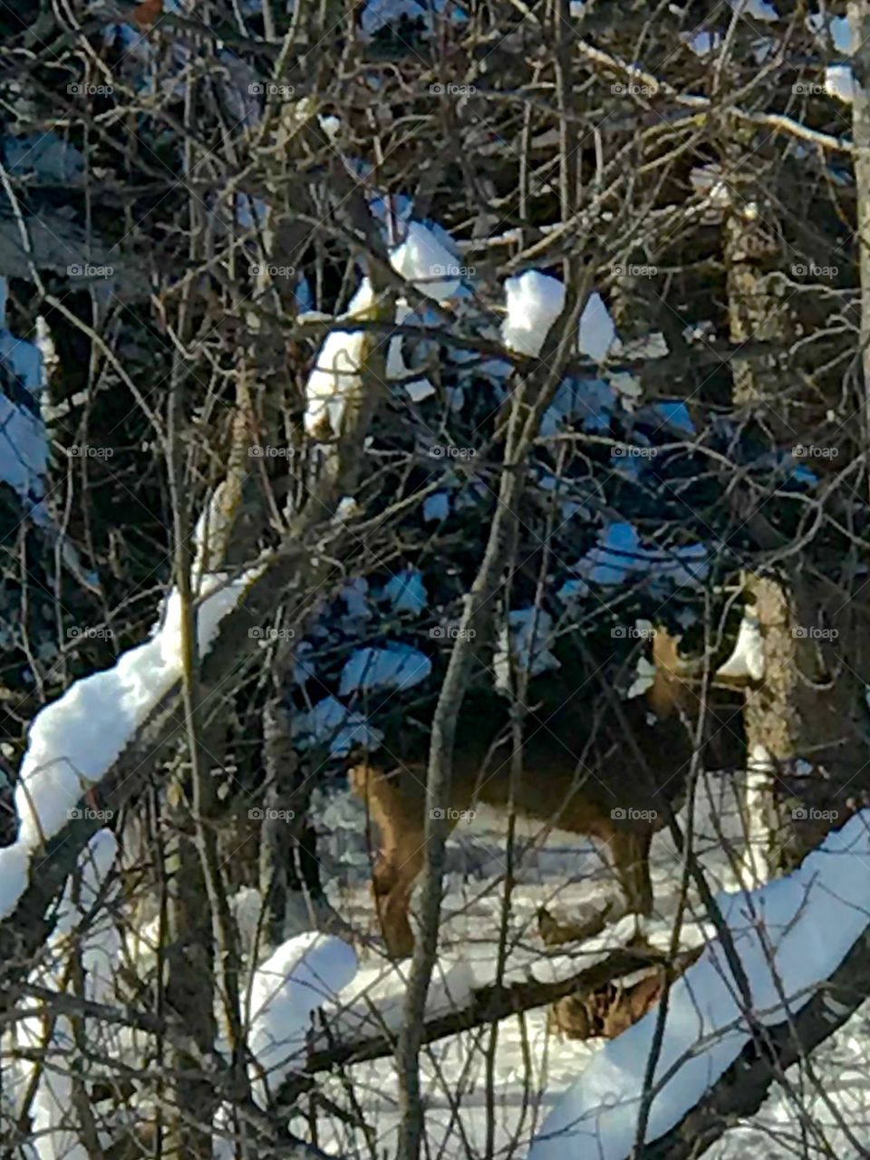 If I don’t move maybe they won’t notice me