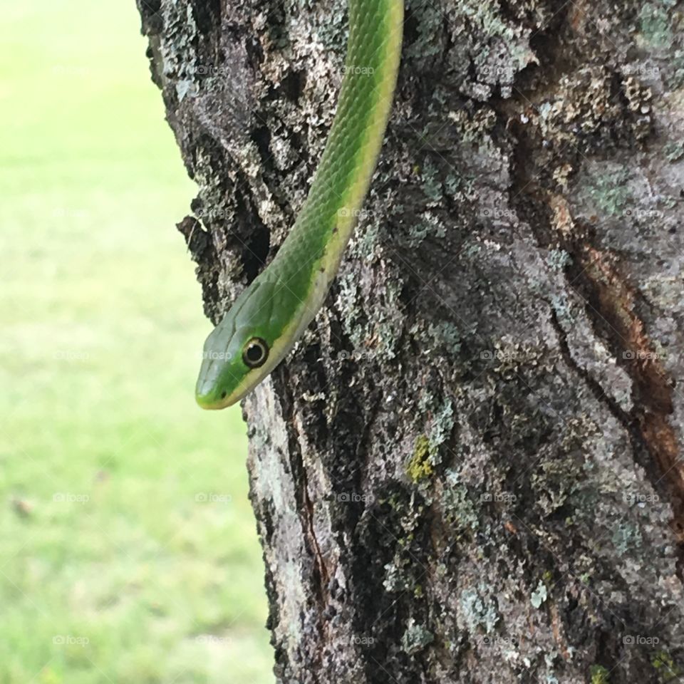 Slithering down the tree