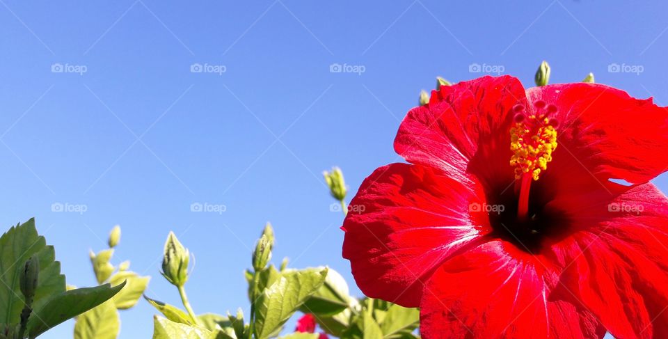 Nature, No Person, Flower, Summer, Leaf