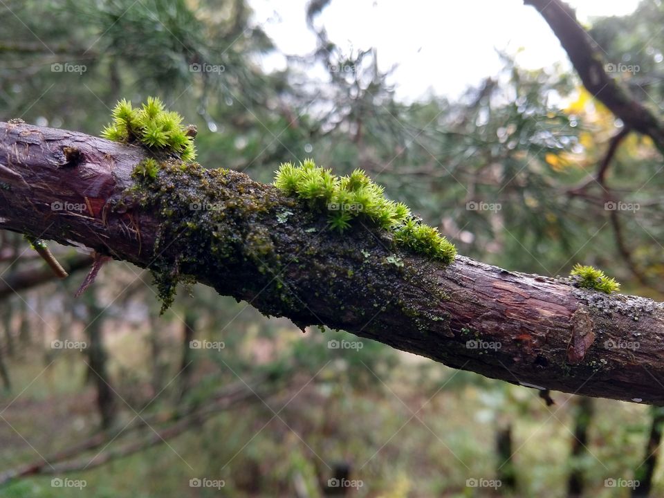 Moss growing on a cedar tree's branch