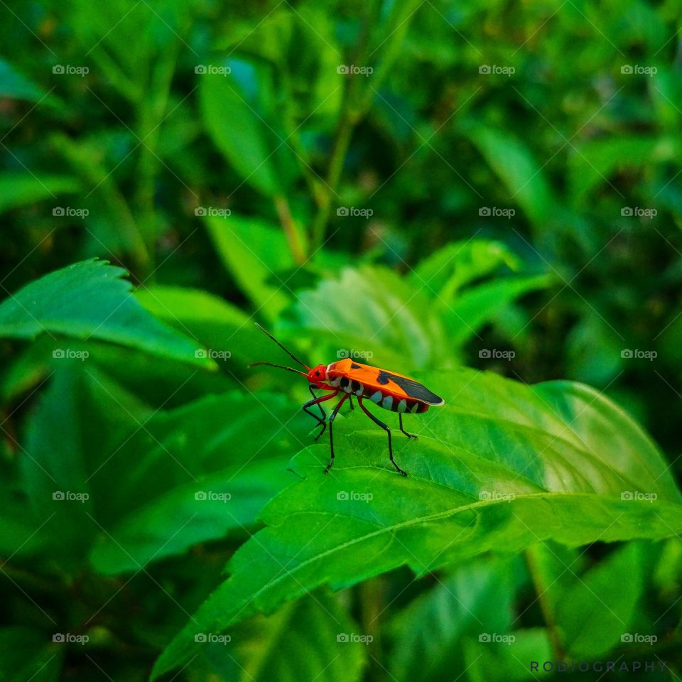 insect inthe leaves