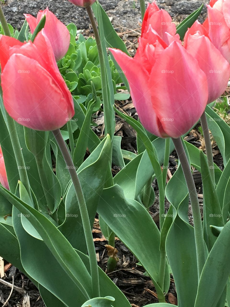 Pink tulips 