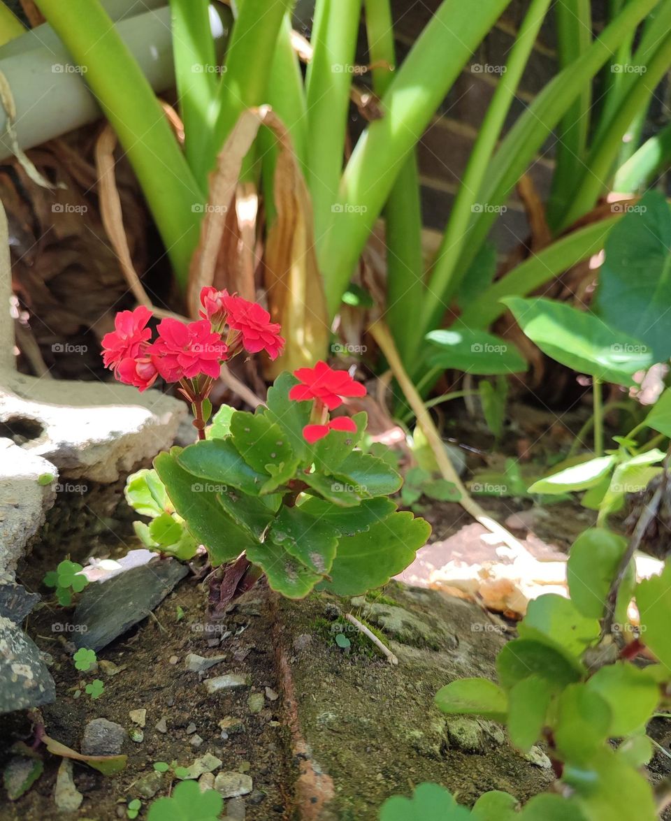 Florist Kalanchoe, plant