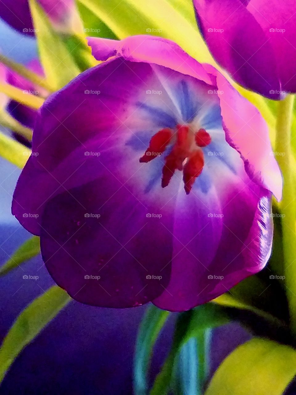 Purple flower